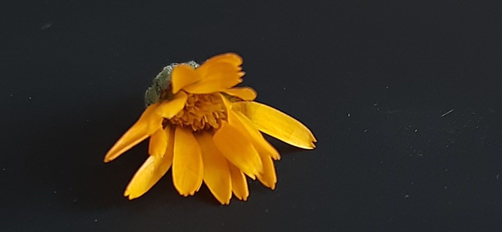 Rosalba Maria Concetta D.